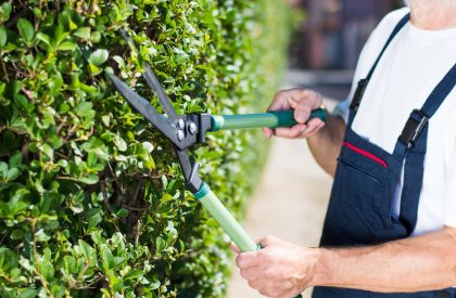 Man Trimming Hedgerow Garden Fence With Gardening Scissors Close Man Trimming Hedgerow Garden Fence With Gardening Scissors Close