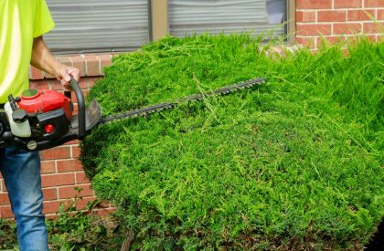 Seasonal pruning trees with pruning shears with cuts tree branches bushes Seasonal pruning trees with pruning shears with cuts tree branches bushes