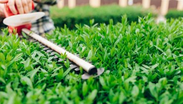 Cutting a shrub with an electric brush cutter