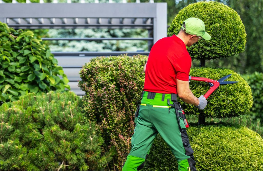 Landscaper Trimming Hedges With Shears - Ben's Property Maintenance Landscaper Trimming Hedges With Shears