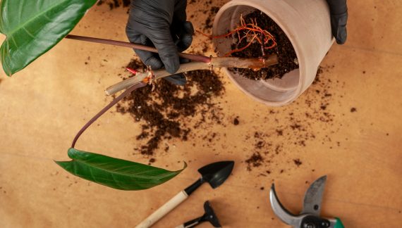 Home Garden Preparation