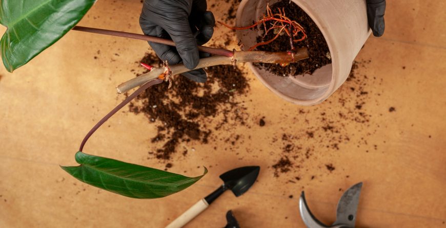 Home Garden Preparation
