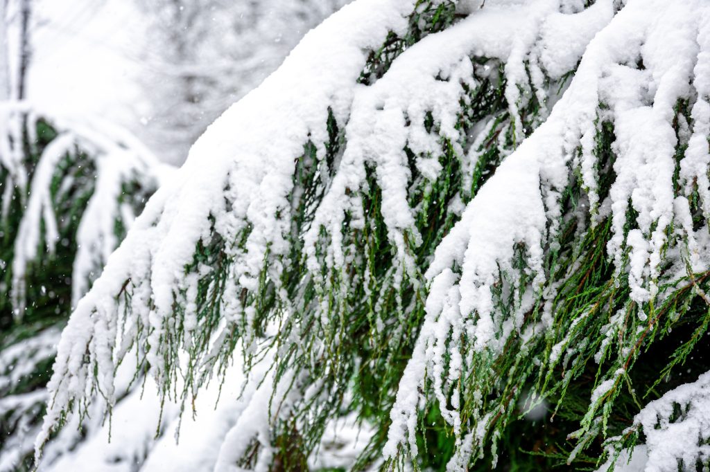 Coniferous plant in winter covered with snow close up - Ben's Property Maintenance Coniferous plant in winter covered with snow